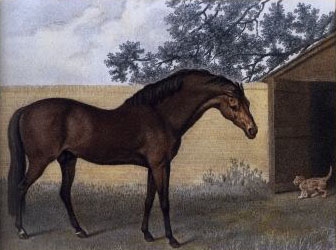 Godolphin_Arabian
